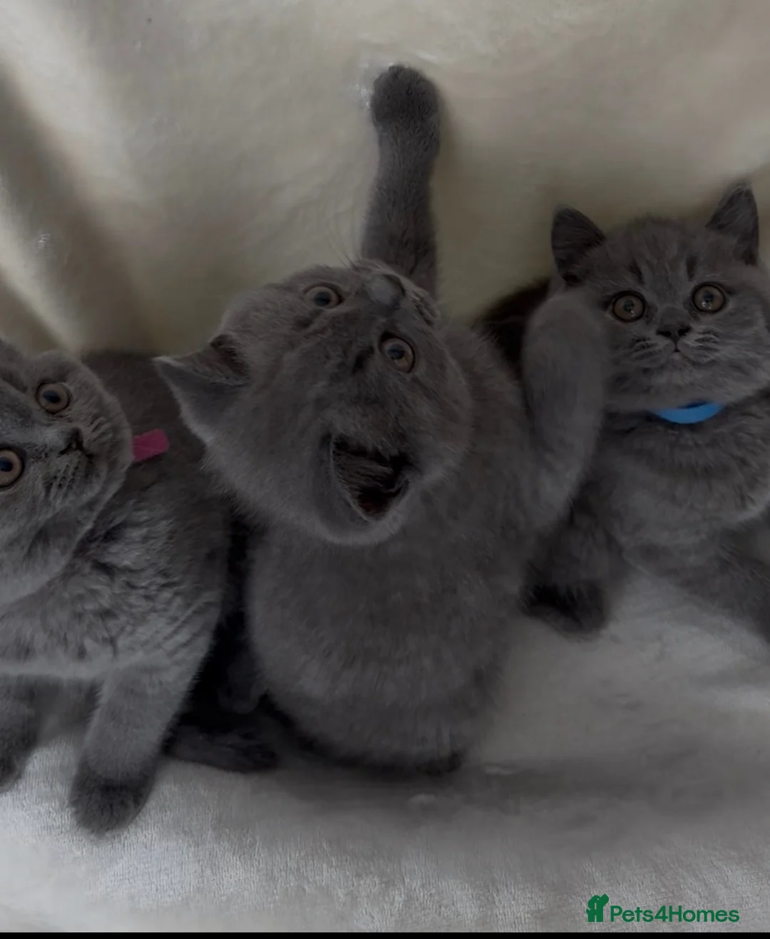 British Shorthair cats for sale: Gorgeous British Shorthair Kittens - Advert 1