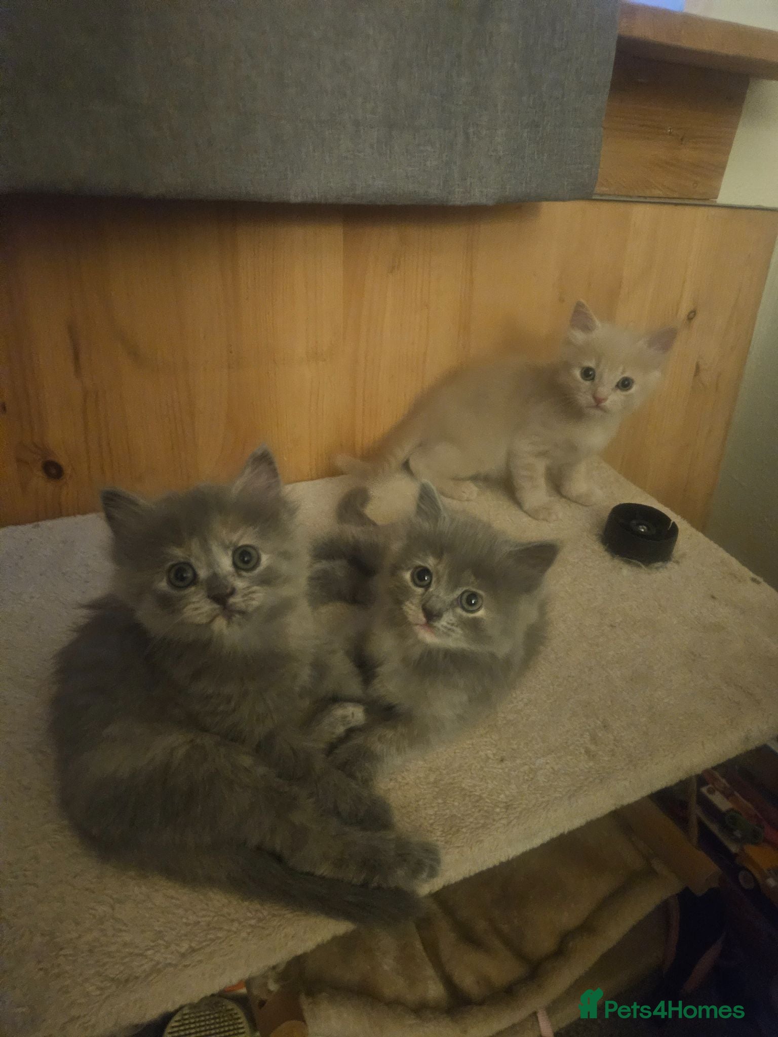Persian cats Three gorgeous persian mix kittens  - Advert 11