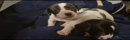 Jack Russell dogs for sale: Jackrussel pups  - Advert 6