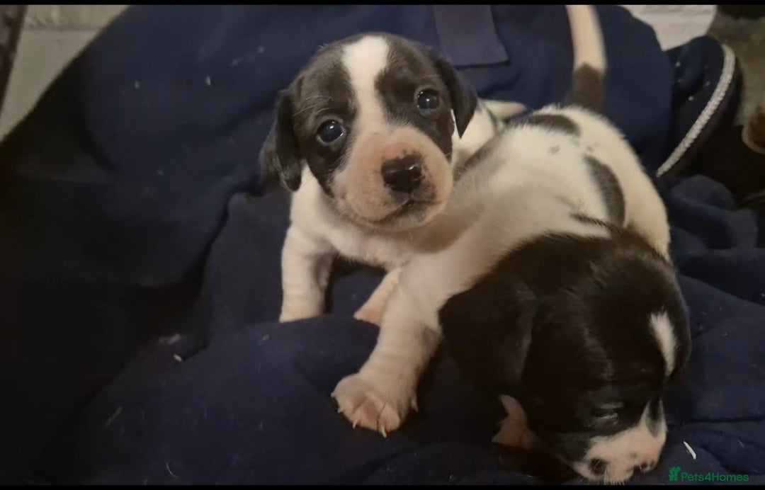 Jack Russell dogs for sale: Jackrussel pups  - Advert 6