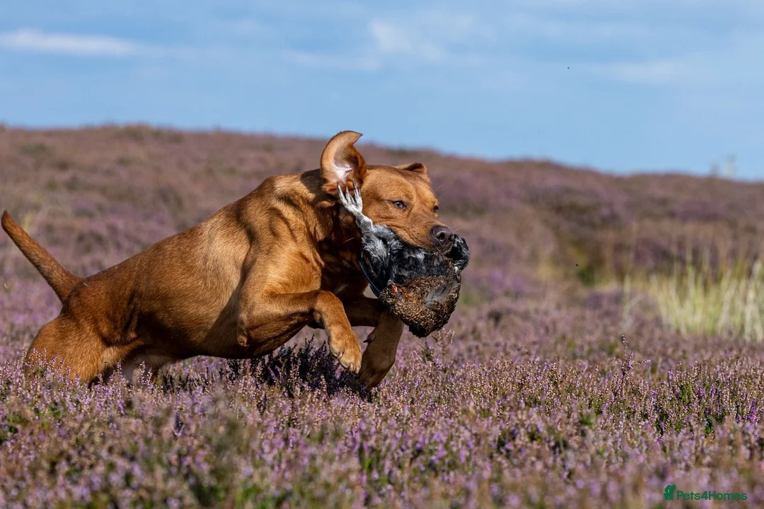 Labrador Retriever dogs for sale: EXCEPTIONAL KC Reg Fox Red with FTCH Lineage - Advert 33