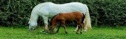 Andalusian horses for sale: Three quarter Andalusian filly - Advert 7