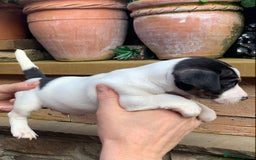 Jack Russell dogs for sale: Jack Russell Pups - Image 2
