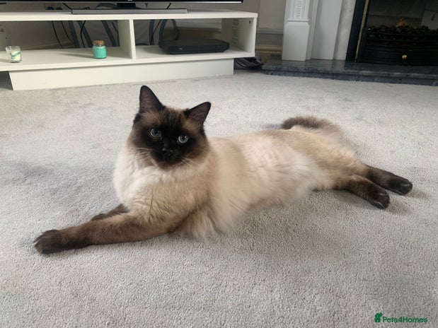 Ragdoll cats in Halifax - Advert 14