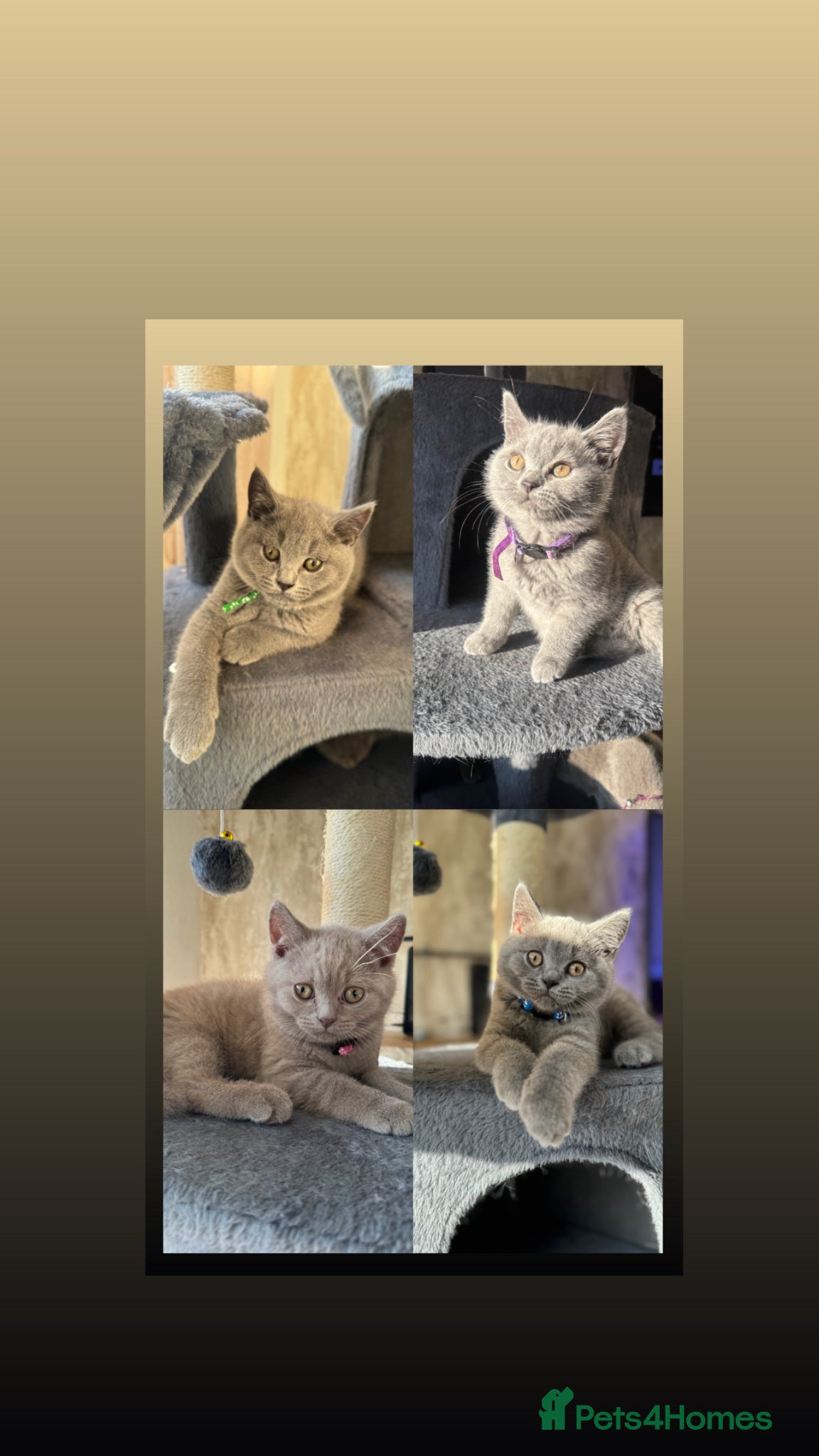 British Shorthair cats for sale: Beautiful British shorthair kittens  - Advert 1