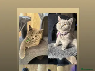 British Shorthair cats Beautiful British shorthair kittens - Advert 1