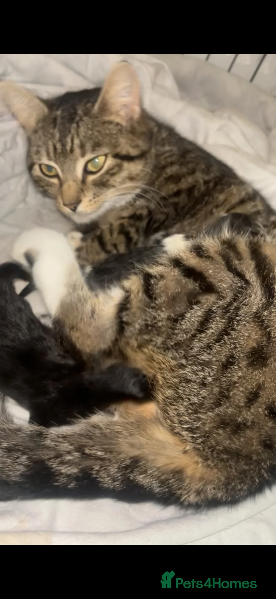 Mixed Breed cats for sale: 2 Beautuful Female Kittens For Sale  - Advert 2