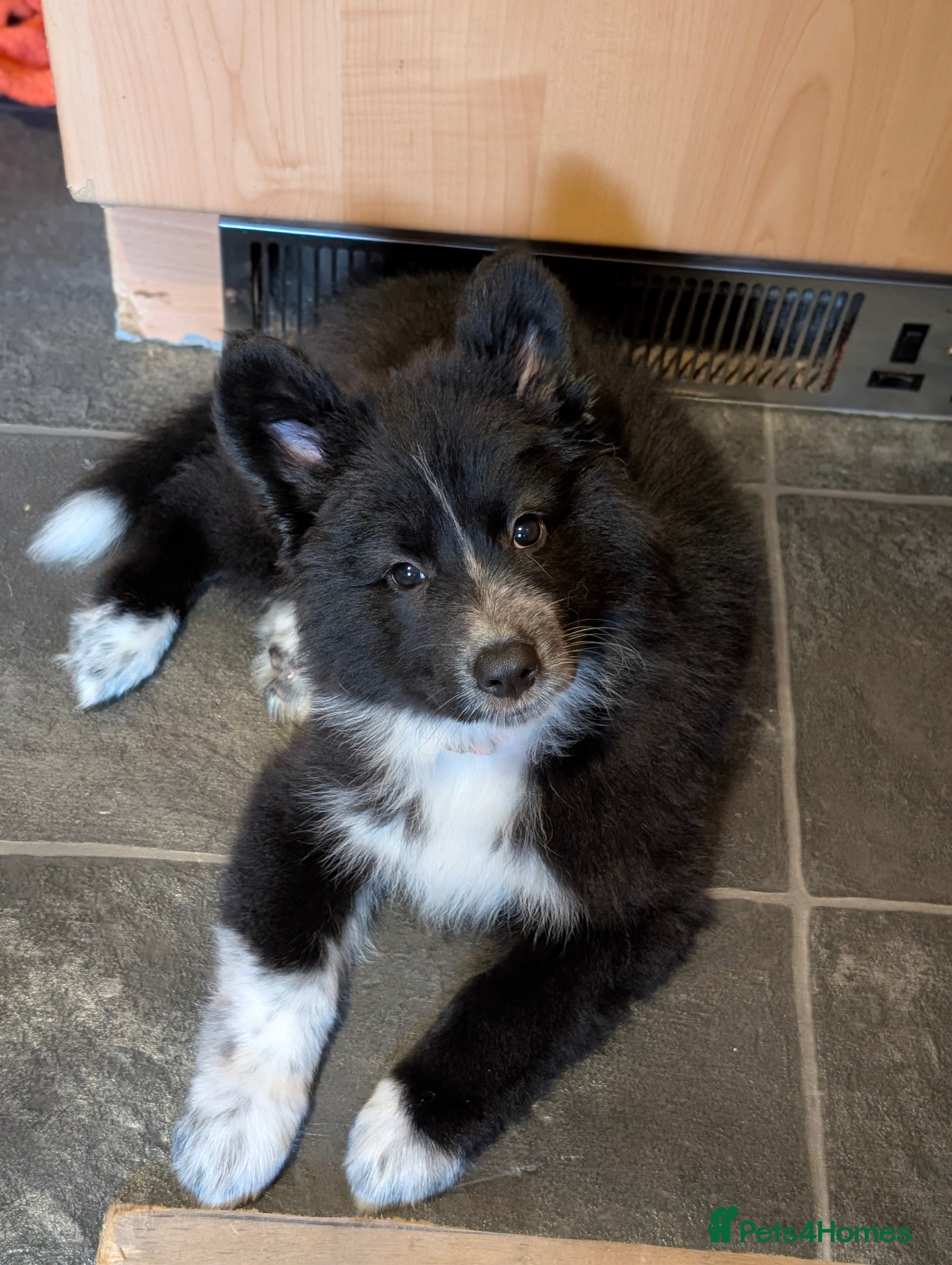Mixed Breed dogs £800 2 LEFT SWISS SHEPHERD/ BORDER COLLIE/ HUSKY  - Advert 10