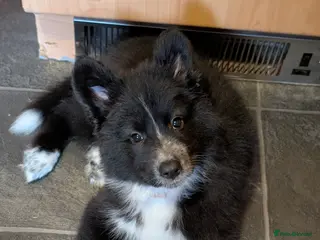 Mixed Breed dogs £800 2 LEFT SWISS SHEPHERD/ BORDER COLLIE/ HUSKY - Advert 5
