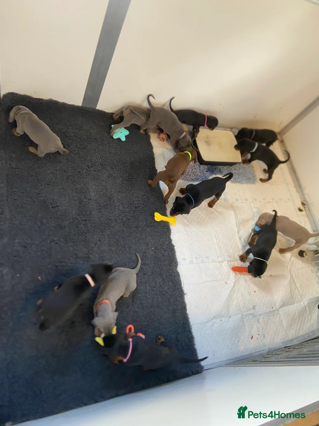 Dobermann dogs for stud: KC Health & Heart tested stud in Burnley - Advert 13