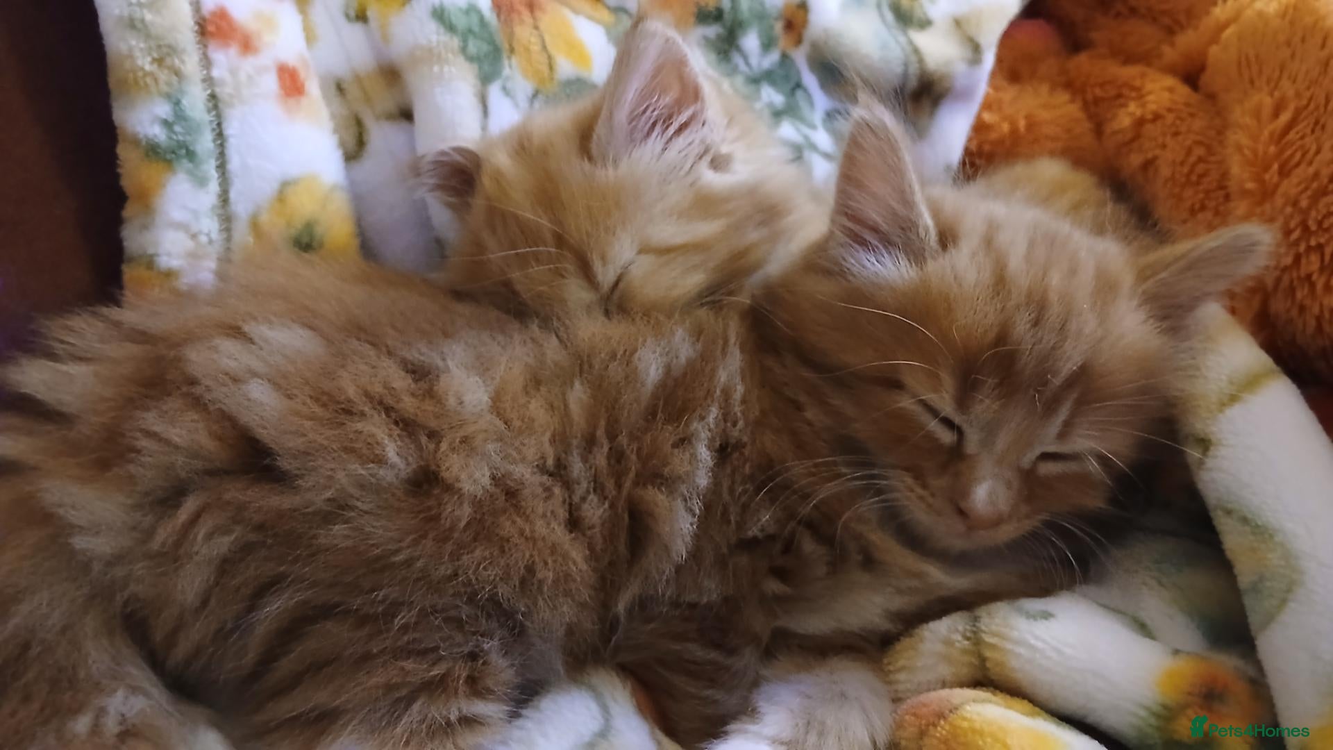 British Longhair cats Medium haired ginger kittens - Advert 1