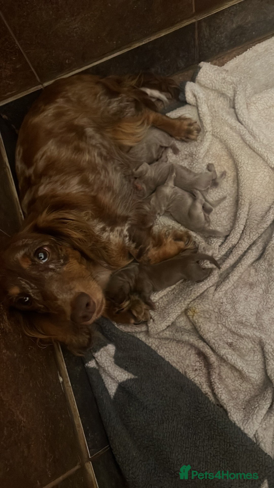 Miniature Dachshund dogs for sale: 5 long hair miniature dachshund  - Image 3