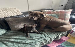 Mixed Breed dogs for sale: Beautiful mixed breed looking for her foreve home. - Image 4