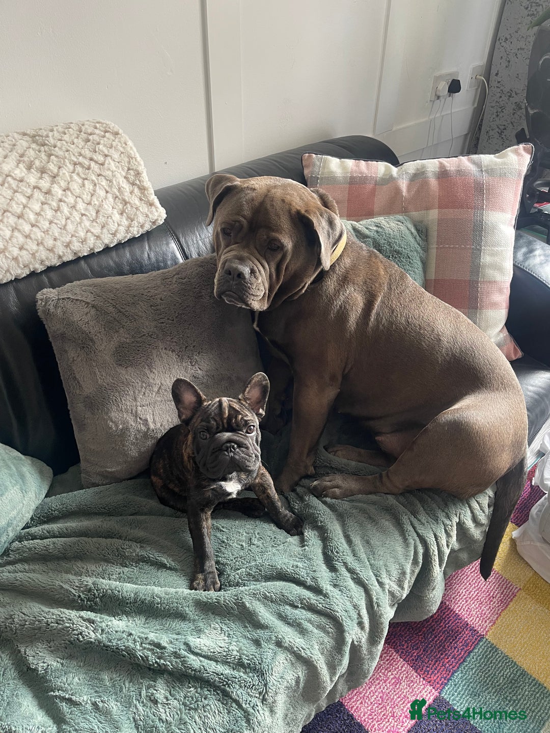 Mixed Breed dogs for sale: Beautiful mixed breed looking for her foreve home. - Image 4
