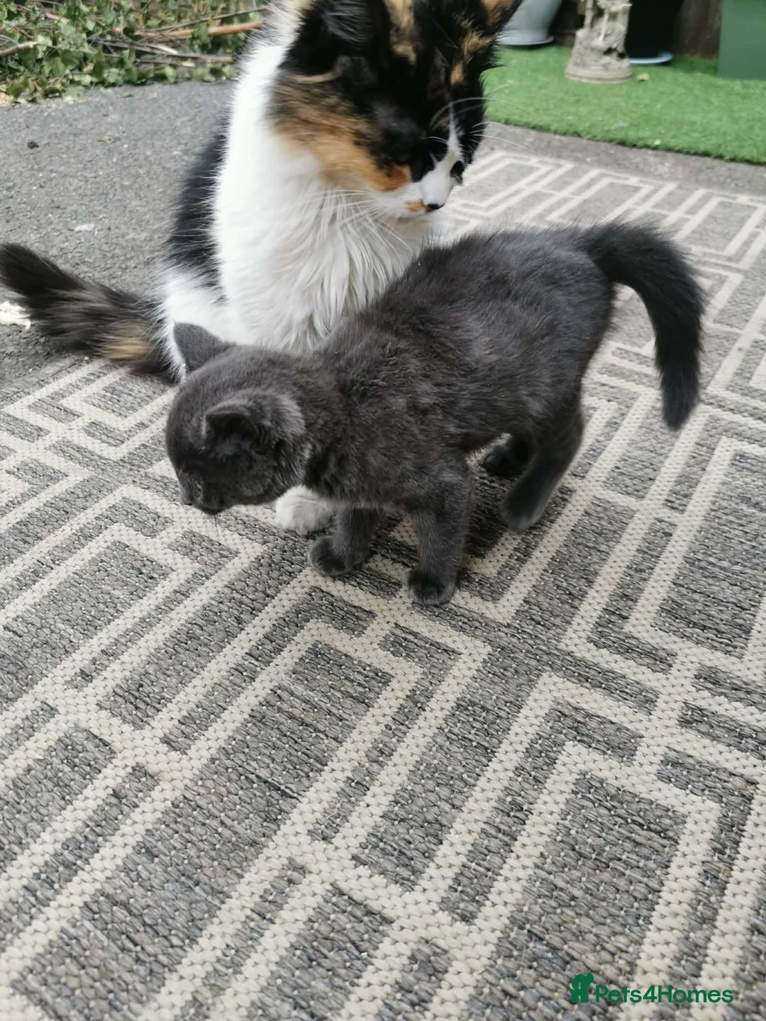 Mixed Breed cats for sale: Little girl - Advert 2
