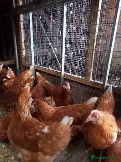 Chickens poultry Beautiful warrens point of lay  - Advert 2