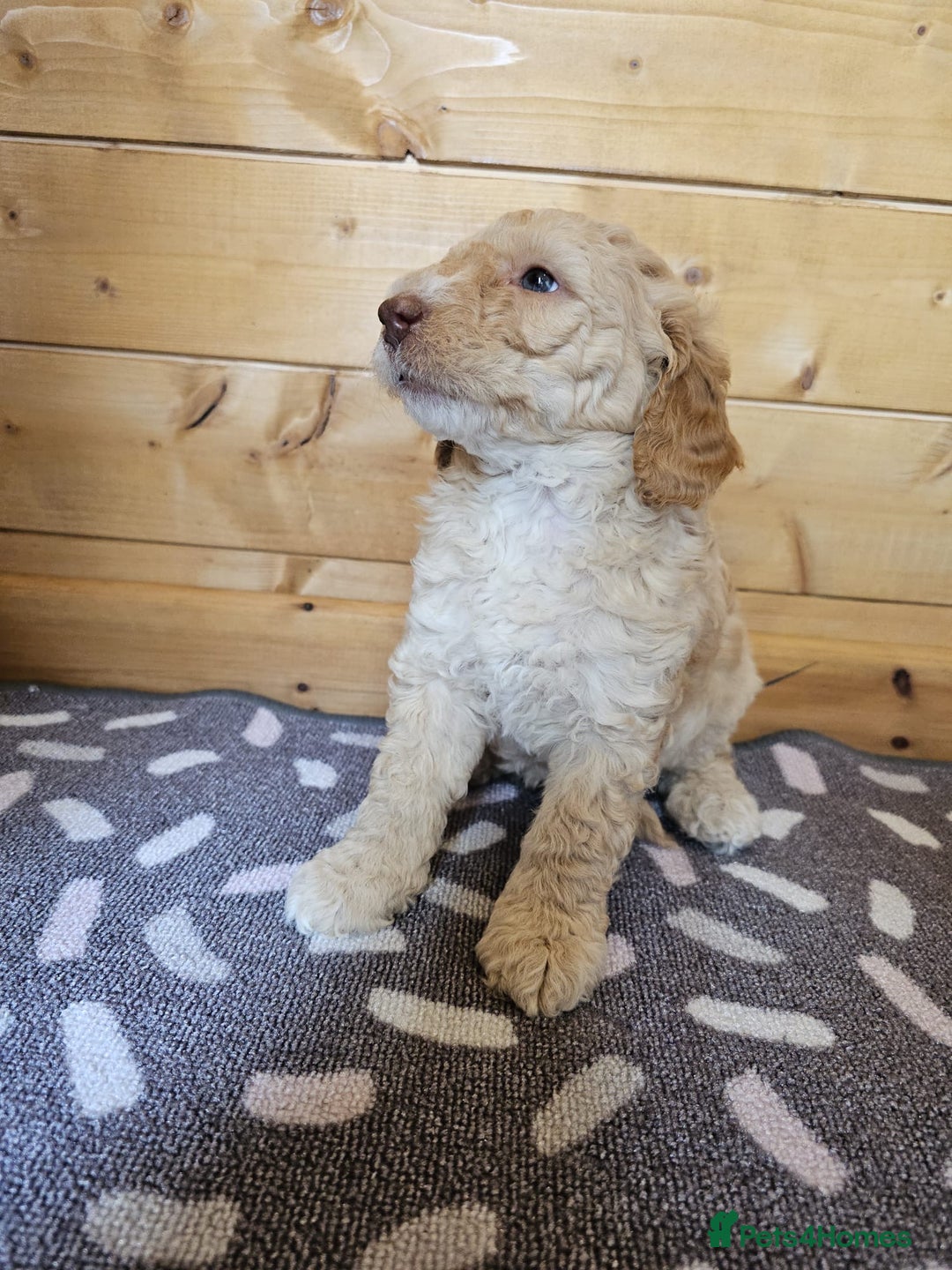 Australian Labradoodle dogs for sale: 💕 Stunning Australian Labradoodles! 💕 - Image 23