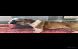 English Bulldog dogs for sale: Champion Rosebull Ralph Mystyle puppies - Image 17