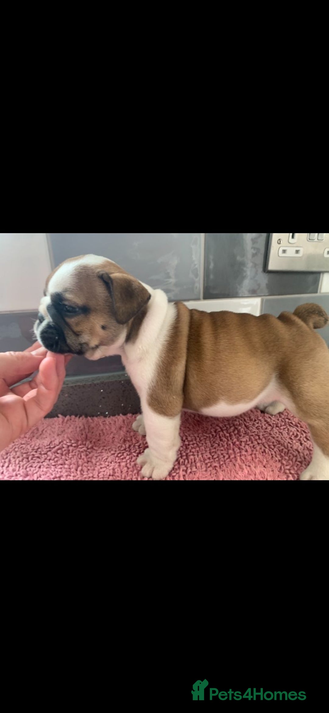 English Bulldog dogs for sale: Champion Rosebull Ralph Mystyle puppies - Image 17