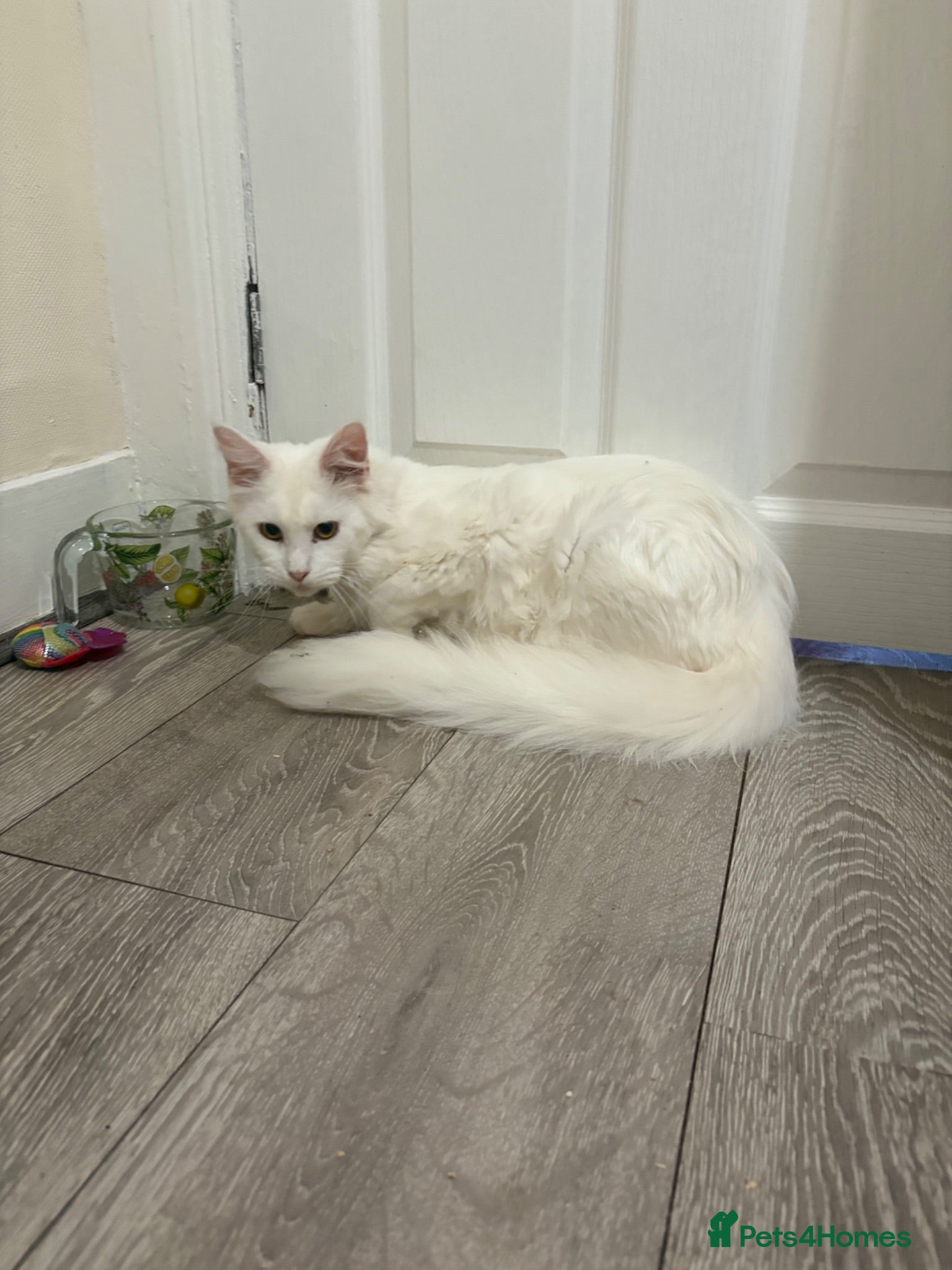 Maine Coon cats White female Maincoon  - Advert 2