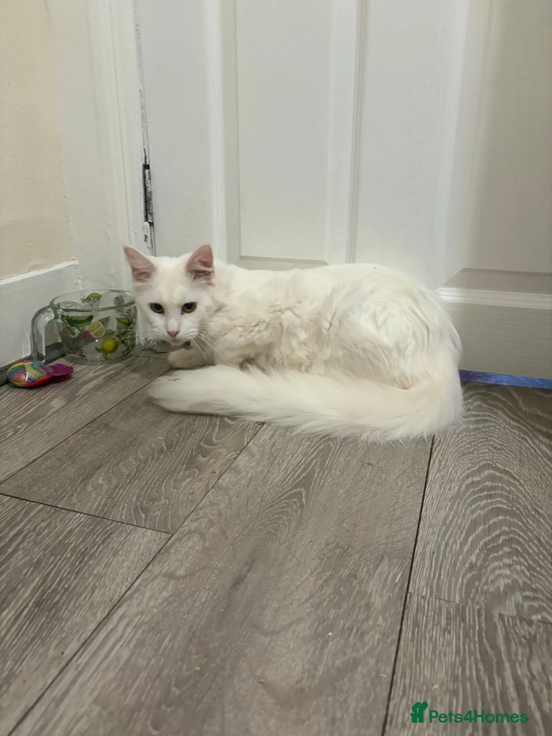 Maine Coon cats for sale: White female Maincoon  - Advert 1