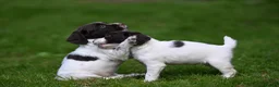 English Springer Spaniel dogs for sale: Kennel club registered Springer Spaniel Puppies - Advert 4