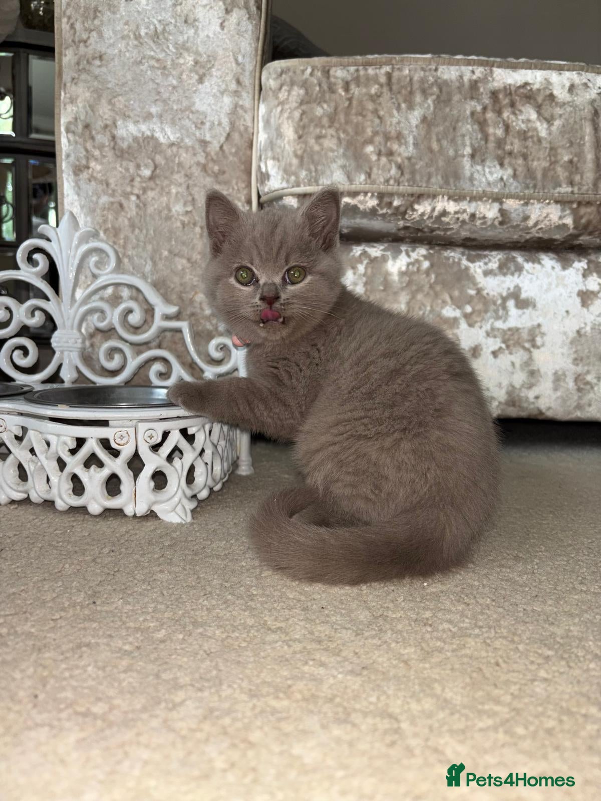 British Shorthair cats 11 week female British short hair  - Advert 4
