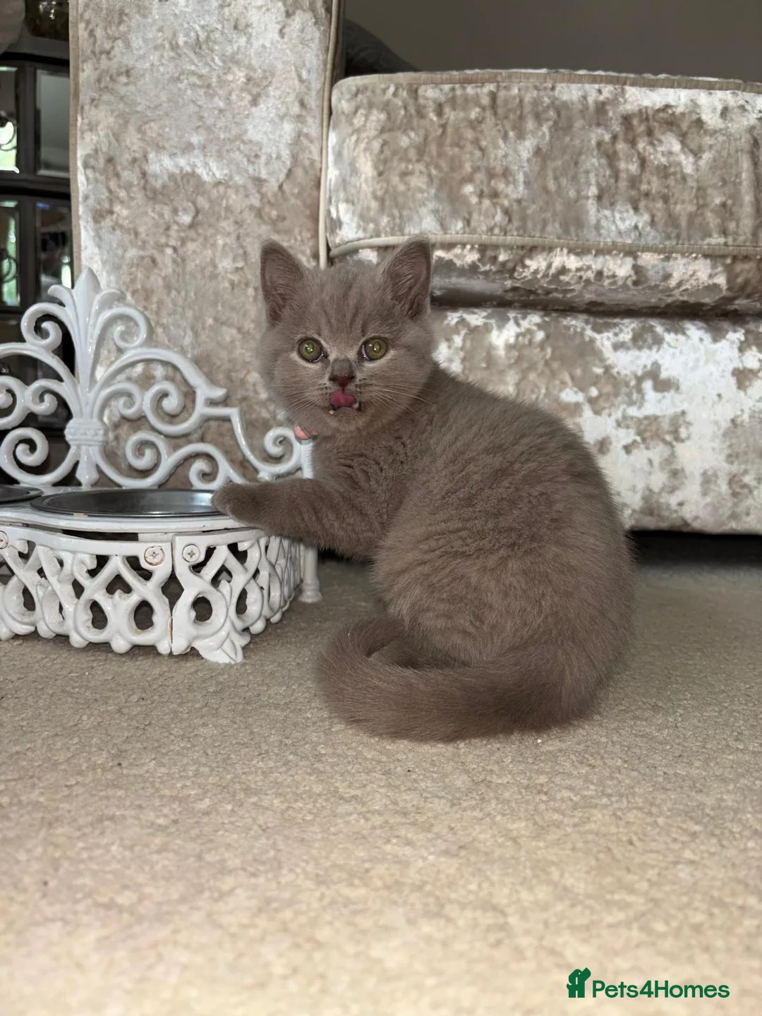 British Shorthair cats for sale: 11 week female British short hair  in Uxbridge - Advert 1