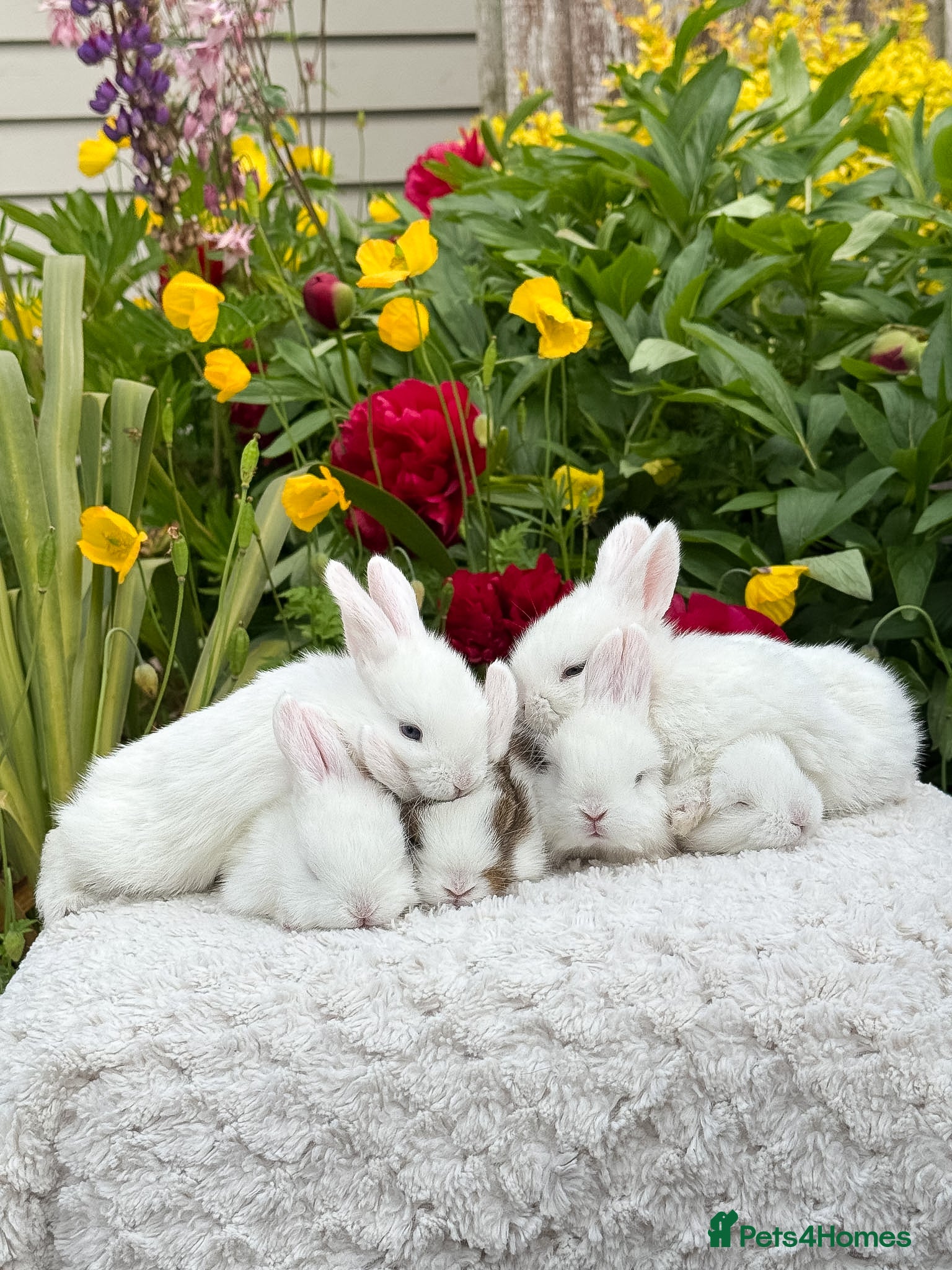 Mixed Breed rabbits for sale: Gen 1 plushy’s (mini Rex x mini lop) - Advert 7
