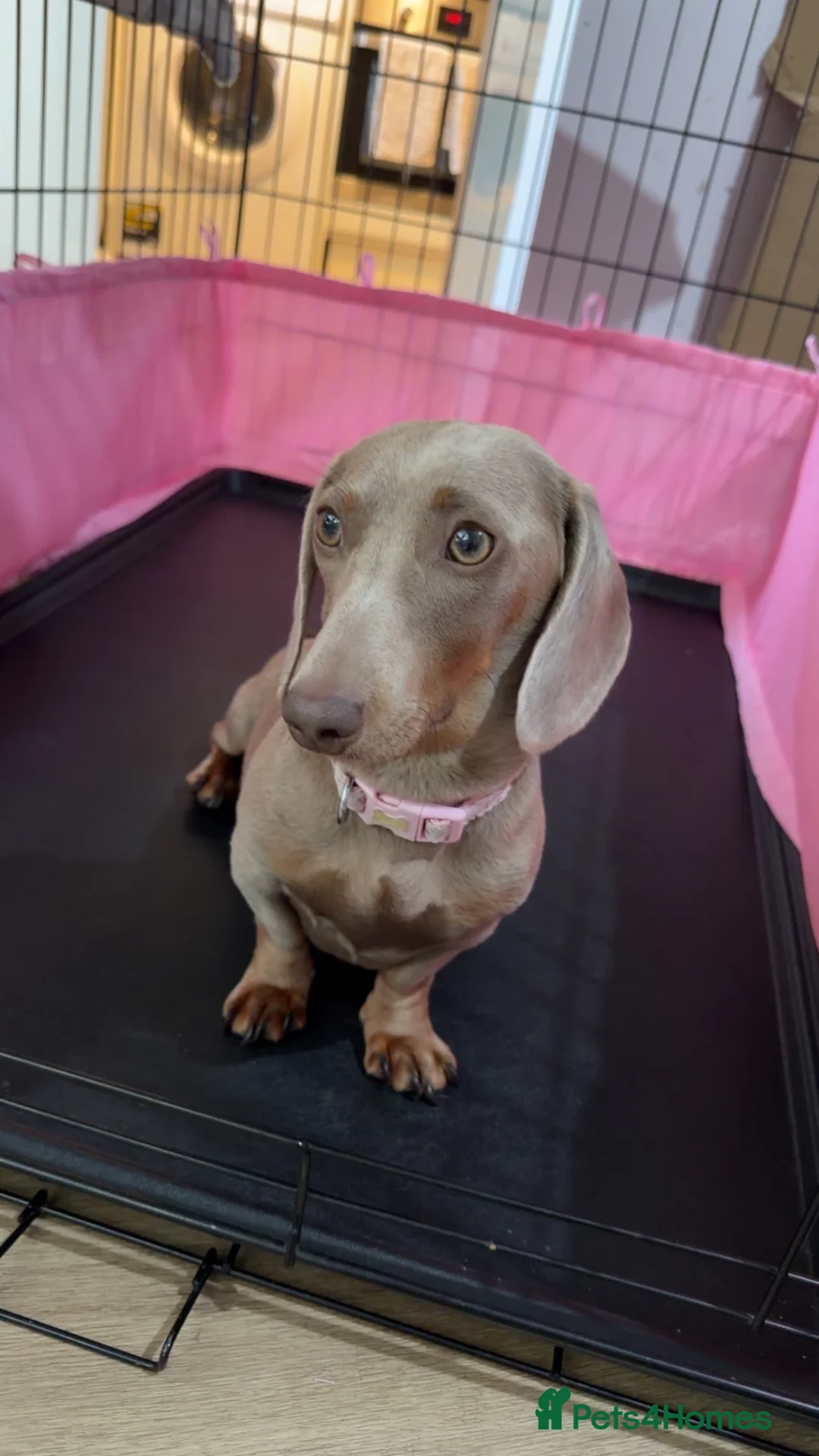 Miniature Dachshund dogs for sale: 5 beautiful puppies - Advert 7