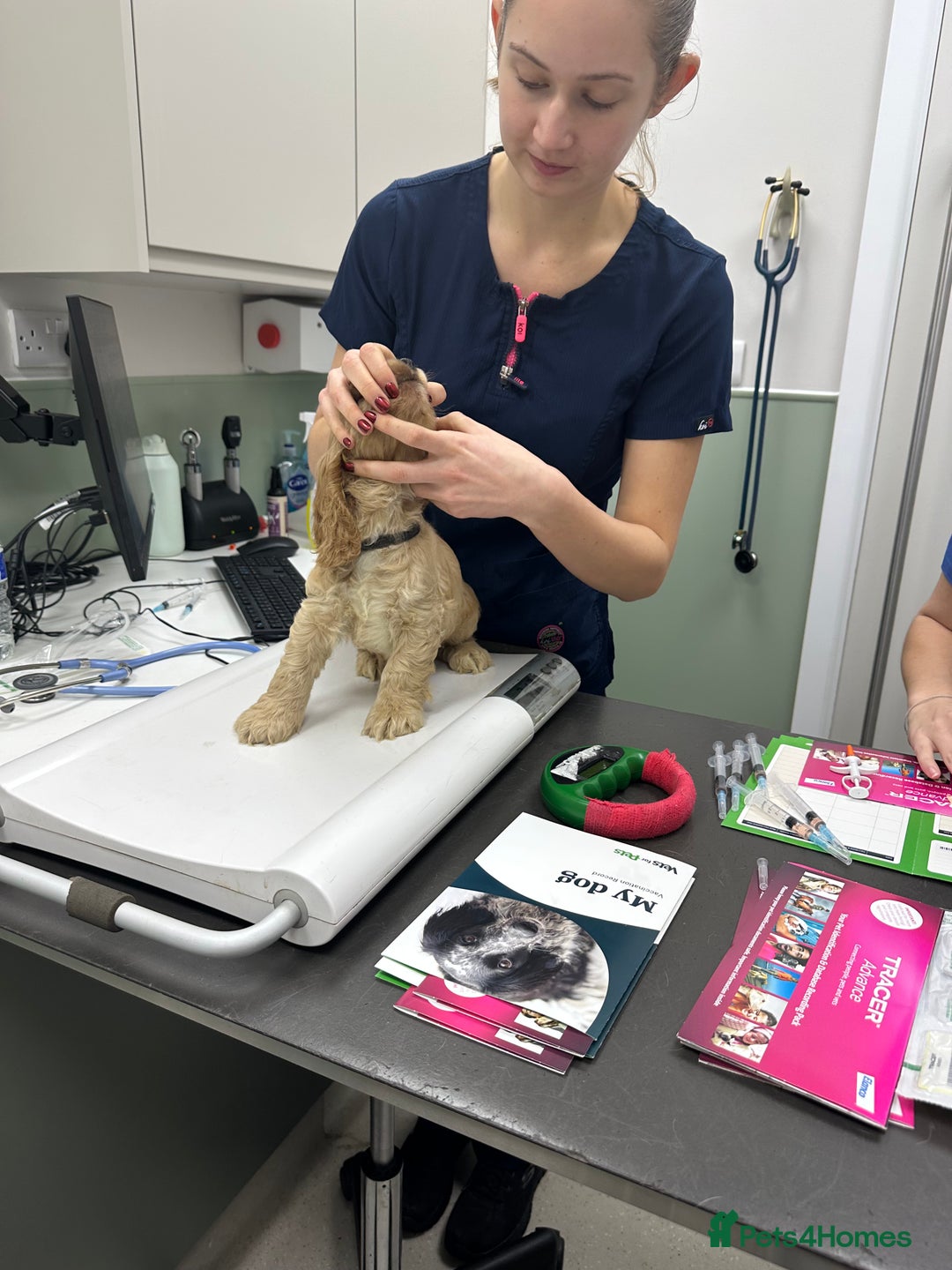 Cocker Spaniel dogs for sale: KC Golden Show Cocker Spaniel  READY TO GO! - Advert 16