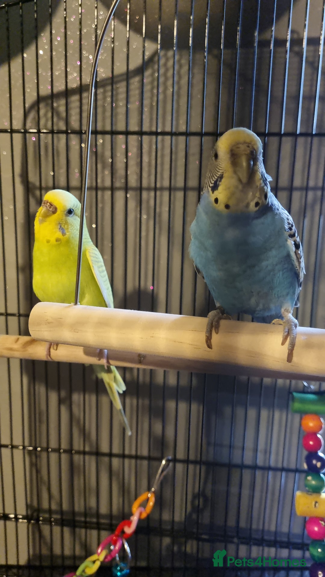 Budgerigars birds for sale: Rehoming 2 female young budgies with cage - Advert 2