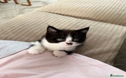 Persian cats for sale: Half Persian male  - Image 11