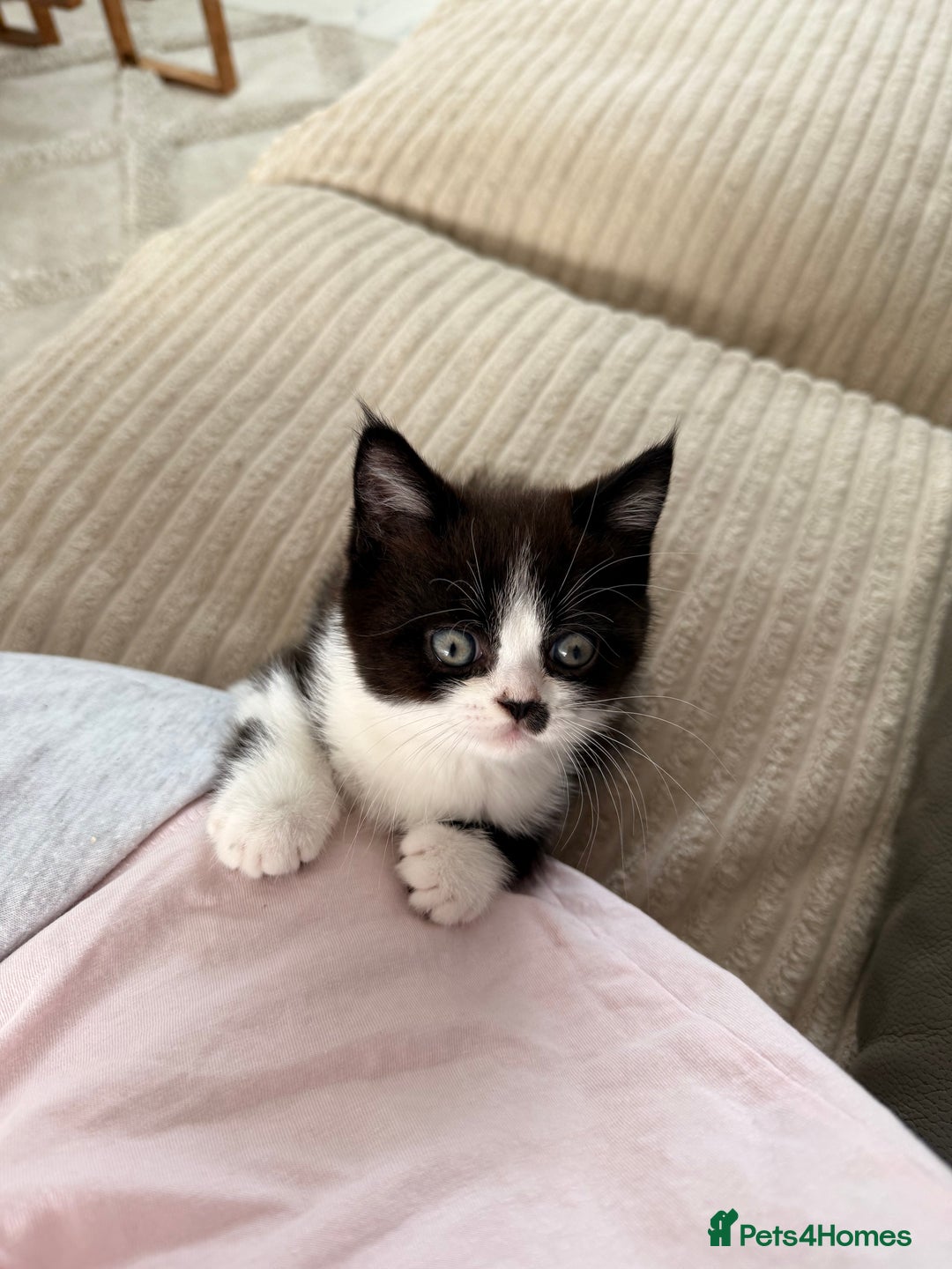 Persian cats for sale: Half Persian male  - Image 11