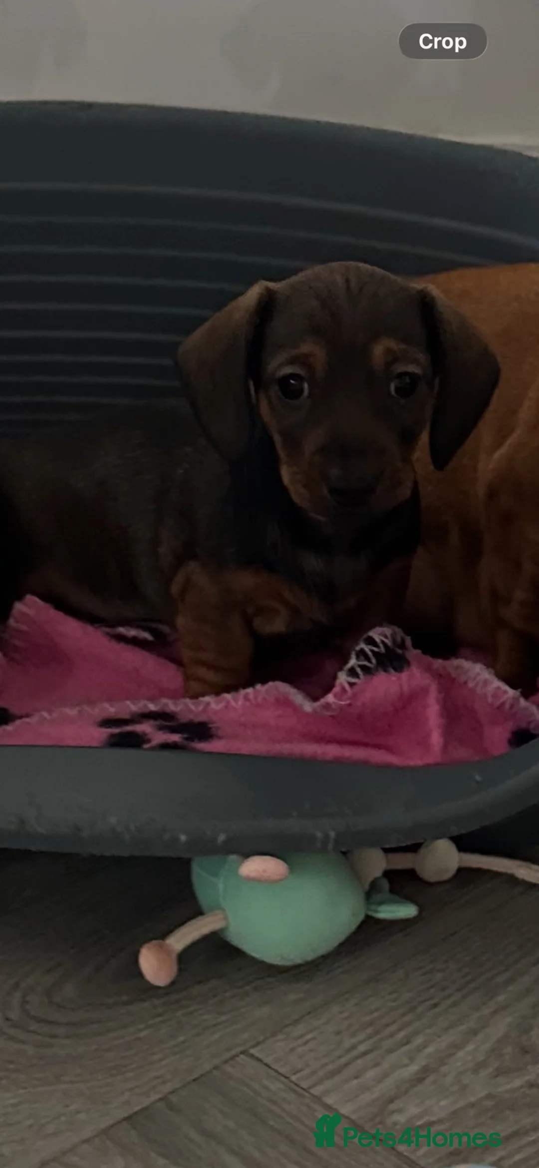 Miniature Dachshund dogs for sale: Beautiful KC Registered puppy bitch in Preston - Advert 5