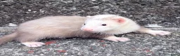 Ferret rodents for sale: Part Angora hob ferret new pic and video added - Advert 7
