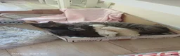 Mixed Breed cats for sale: 4 persian ragdolls ( one grey reserved).  - Advert 3