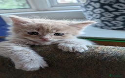 Maine Coon cats for sale: 5 Beautiful Maine Coon kittens available! 😻 - Image 4