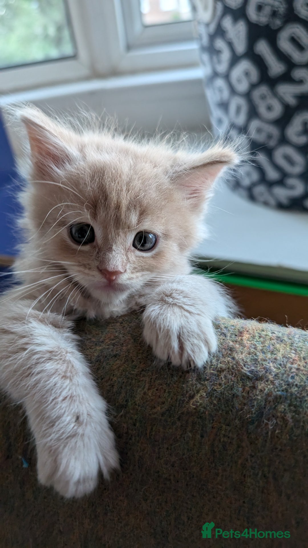 Maine Coon cats for sale: 5 Beautiful Maine Coon kittens available! 😻 - Image 4
