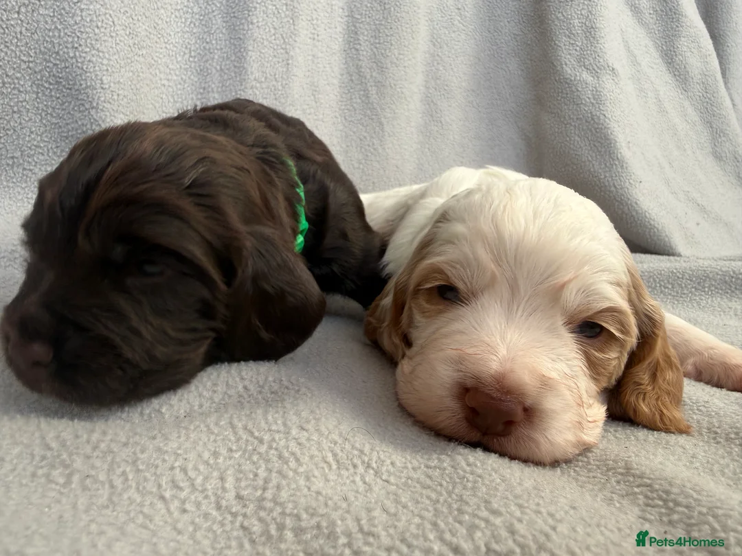 Cocker Spaniel dogs for sale: 🐶🐾 Exceptional Working Cocker Spaniel Puppies 🐾 - Advert 7