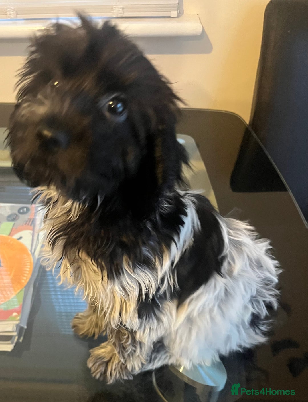 Cockapoo dogs for sale: F1b beautiful girl  - Image 17
