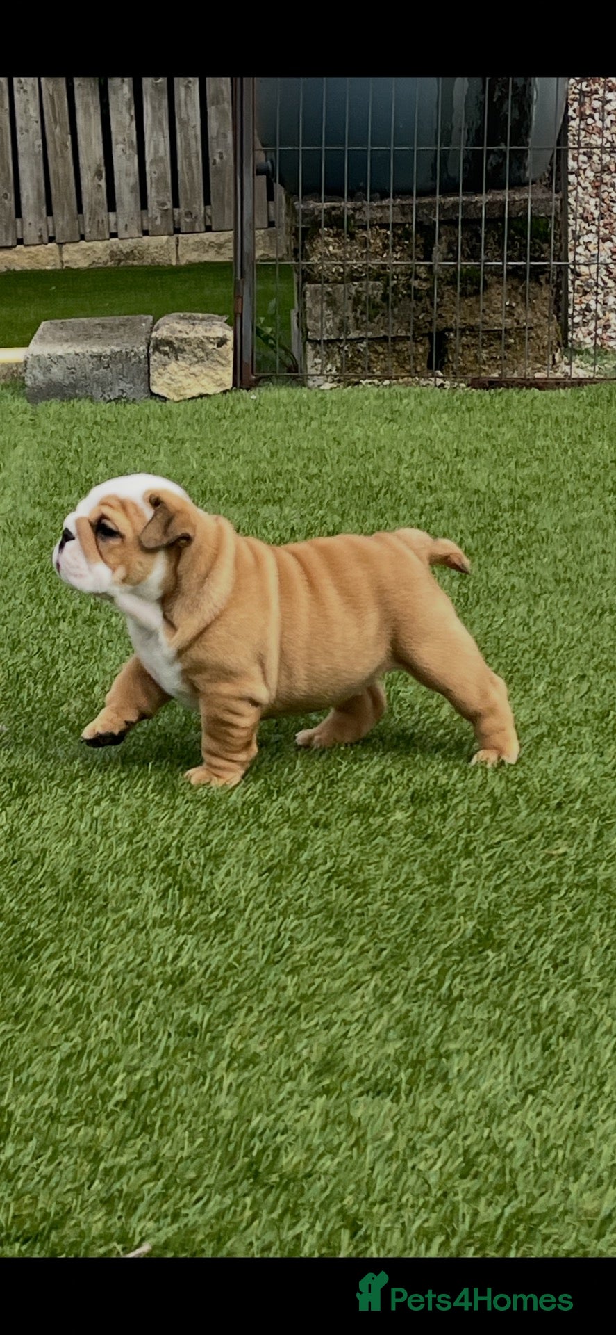 English Bulldog dogs beautiful kc reg health tested pup - Advert 14