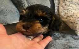 Schnoodle dogs for sale: BEAUTIFUL SCHNOODLE PUPPIES 🐶❤️ - Image 10