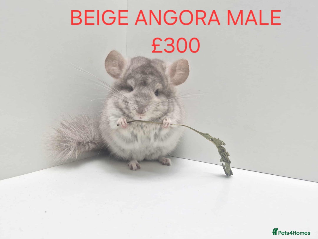 Chinchilla rodents for sale: STUNNING BABIES CHINCHILLA MIX COLOURS AND GENDER  - Advert 3