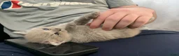 British Shorthair cats for sale: British shorthaired kittens  in High Peak - Advert 6