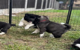 Akita dogs for sale: Quality KC Registered American Akita Puppies - Image 20