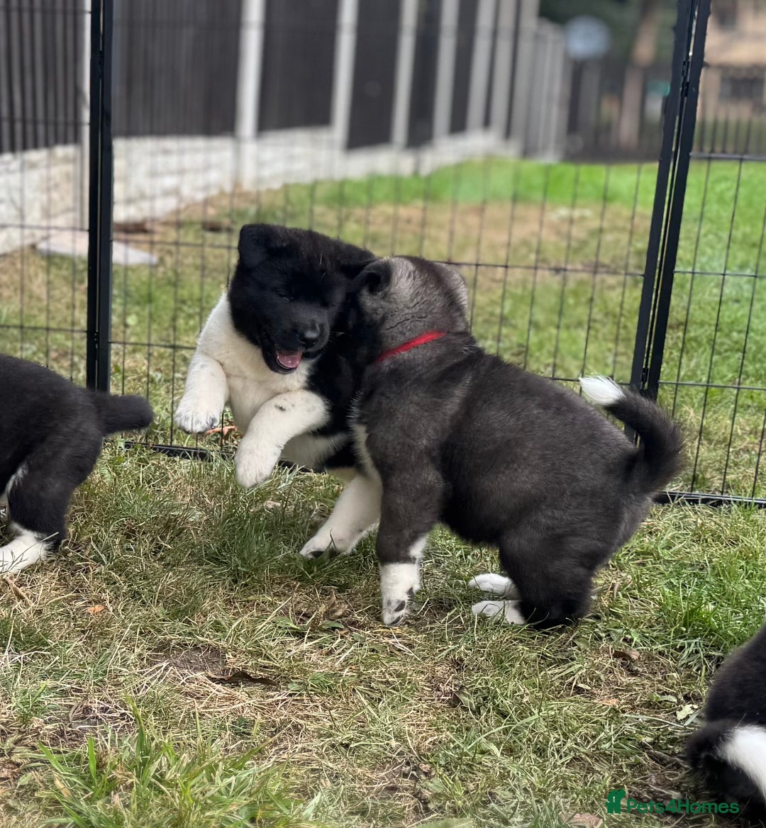 Akita dogs for sale: Quality KC Registered American Akita Puppies - Image 20