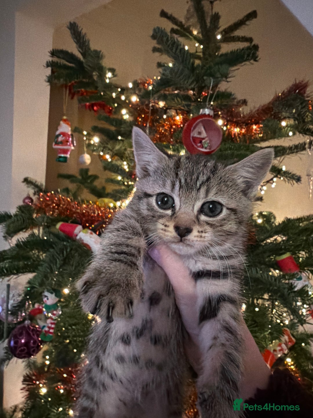 Mixed Breed cats for sale: X3 kittens for sale - Advert 1