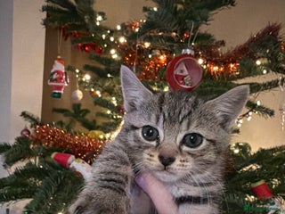 Mixed Breed cats X3 kittens for sale - Advert 1