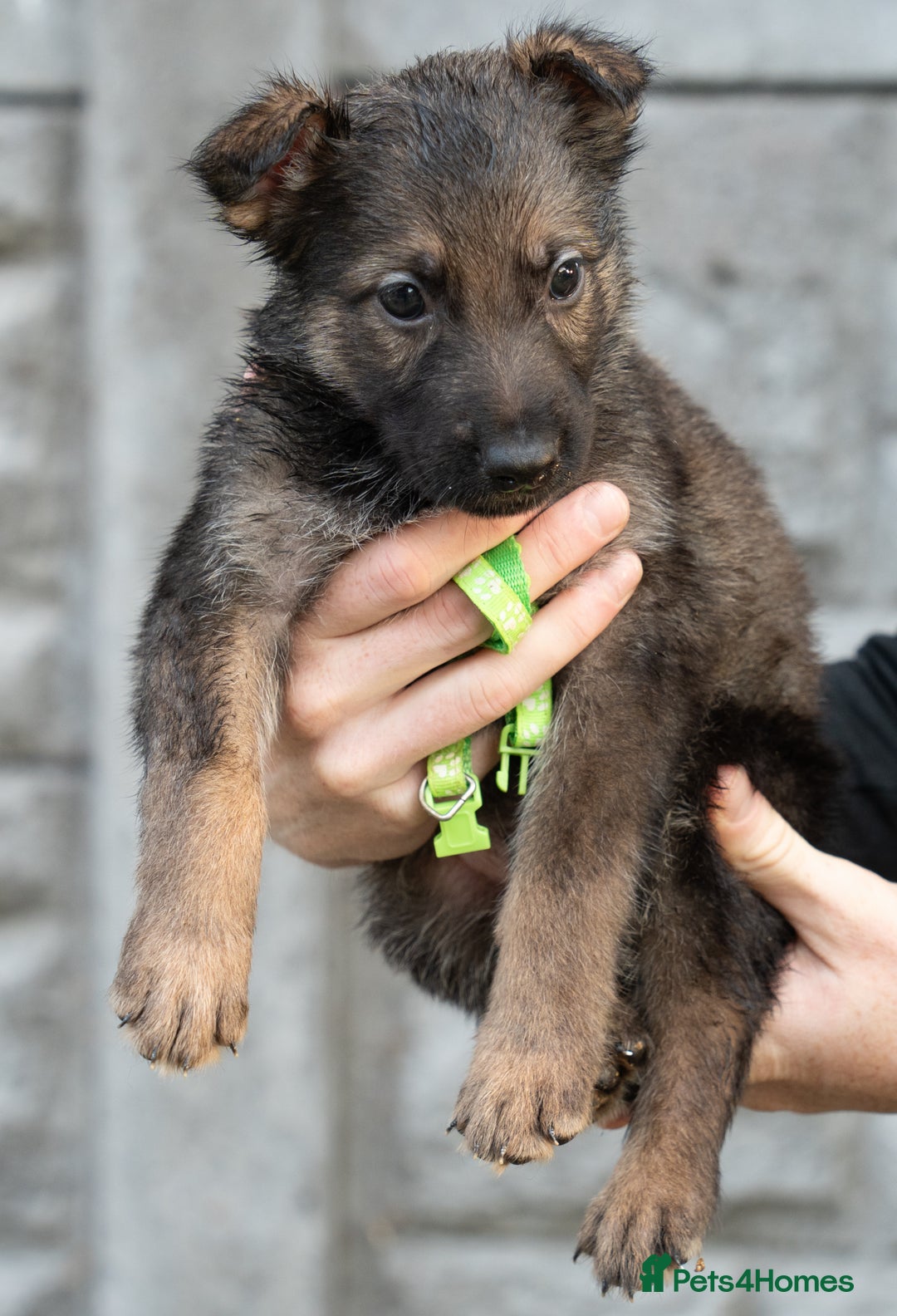 German Shepherd dogs for sale: German Shepherd Puppies - Image 22